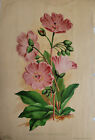James Vick Galandrinia Grandiflora Flower Brett Litho Co Art c1890s Fulton NY