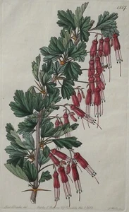 Gravur Shewy Gooseberry Ribes Speciosum von Ridgeway 1833 Platte #1557 Botanica - Bild 1 von 5