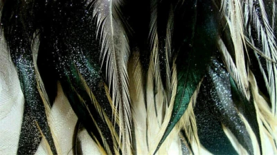  Moon Dust Glimmer Gallo Tejón Plumas 4-6" 50 Brillo Brillo Brillo Brillo Foto 1 de 3