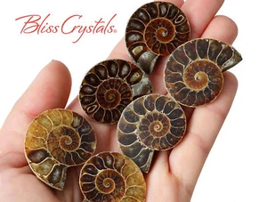 1 Pair MedLrg AMMONITE FOSSIL Matching Set (30-35mm) Nautilus Shell #MR06 - Picture 1 of 2