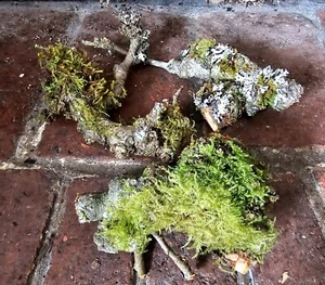 mini moss logs x 3 for vivarium, terrarium, insect environments - Picture 1 of 5