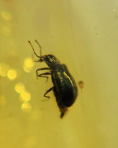 Burmite Fossil Cretaceous amber beetle insect Burmese amber Fossil Myanmar - Picture 1 of 5