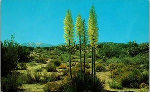 Desert Country - Yucca Bloom Vintage Postcard UU1 - Bild 1 von 2