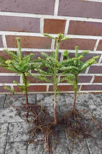 Nobilis 50st. 15-30cm Weihnachtsbaum Abies nobilis Edeltanne Wurzelware - Bild 1 von 2