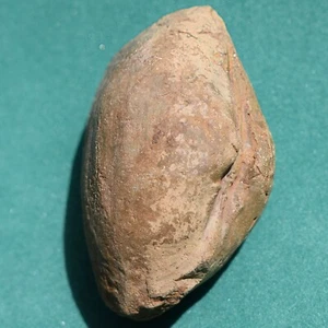 Three Dimensional Bivalve from Bolivia Devonian Shell Fossil - Picture 1 of 10