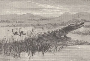 ETHIOPIA.Hamran Arabs Crocodile-Hunting,Abyssinian Tributary of the Nile 1890 - Picture 1 of 1