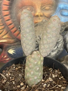 PINECONE CACTUS -- Tephrocactus articulatus -- planta enraizada multicabeza -- ¡BONITA! - Imagen 1 de 6