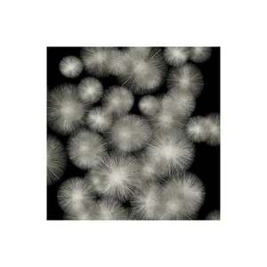 Stampa su Tela su Carta Poster o Quadro Young Abby Silver Sunbursts - Imagen 1 de 2