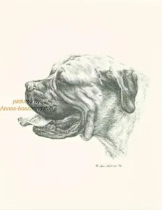 #139 portrait of BULL MASTIFF dog art print  Pen and ink drawing by  Jan Jellins - Picture 1 of 1