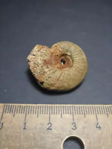 Amonita Ataxioceras sp Gräfenberg Franconia Baviera Malm fósiles decoración fósiles - Imagen 1 de 2
