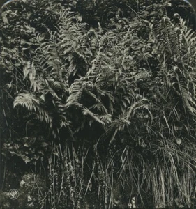 Allemagne Botanique Aspidium filix mas. Fougère Ancienne Photo Stereo NPG 1900 - Picture 1 of 3