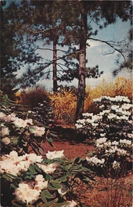 Postcard Winterthur Delaware DE Gardens Rhododendron in early April - Picture 1 of 2
