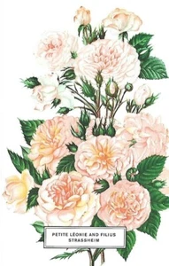 NEW Flower Postcard - Petite Leonie & Filius Strassheim - approx 4 x 6" - Picture 1 of 2