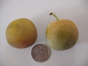 Plum, 1 X Cambridge Gage (C. Early), scion cutting, cuttings for grafting, 17cm - Picture 1 of 3