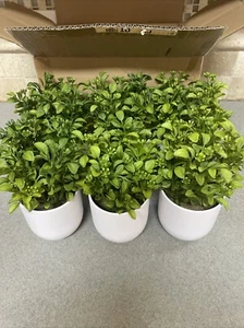 Caja de 6 - Plantas Artificiales Umbral - Mini Maceta 8" Boj Verde/Blanca -NUEVA - Imagen 1 de 3
