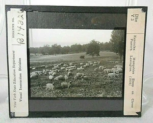 ZAUBERHAFTE LATERNE GLASSCHIEBER, KENTUCKY, HAMPSHIRE SCHAFE IN KLEEWEIDE 1916 - Bild 1 von 2
