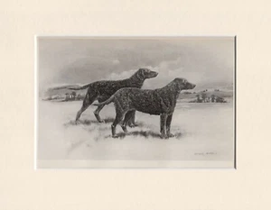 CURLY COATED RETRIEVER RARE 1897 ANTIQUE DOG PRINT ARTHUR WARDLE READY MOUNTED - Picture 1 of 1