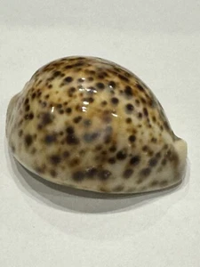 Cypraea tigris Philippines Seashell F+++/Gem 78 mm Cowrie - Picture 1 of 5