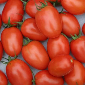 Tomato Seeds, Roma VF Heirloom, Non-GMO, Meaty & Flavorful, Free Shipping - Picture 1 of 2