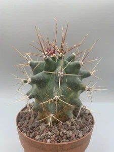 Ferobergia Pot 10 CM Rara, Su Proprie Radici Tubercoli Verde Scuro Spine Lunghe - Imagen 1 de 5