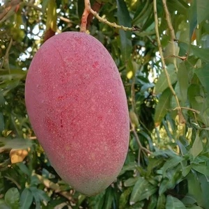 Mango híbrido BeauFlora (emperador rojo, injerto) exótica 1 planta de raíz desnuda - Imagen 1 de 1