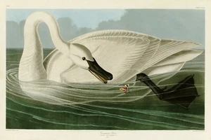 No.406 Trumpeter Swan Audubon Print Repro Havell Edition Double Elephant Folio - Picture 1 of 1