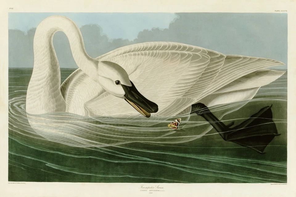 No.406 Trumpeter Swan Audubon Print Repro Havell Edition Double Elephant Folio - Image 1 of 1