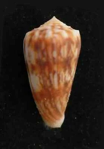 Conchiglia Shell CONUS MOLUCCENSIS STAINFORTHI W/O Filippine 41,7 mm - Picture 1 of 5