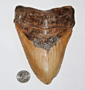 6 INCH REAL MEGALODON SHARK TOOTH LONG WIDE BIG EXTINCT GENUINE NATURAL NICE MEG - Picture 1 of 11