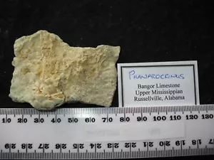 Carboniferous Mississippian Bangor Limestone crinoid fossil - Phanarocrinus (E) - Picture 1 of 5