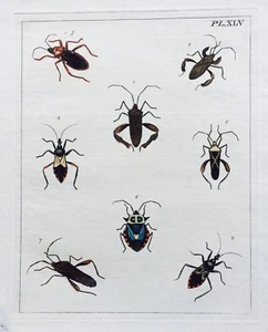 1782 Dru DRURY Vol.3 Eight HEMIPTERA TRIATOMA TRUE BUGS HC Copper Plate XLV #45 - Picture 1 of 12