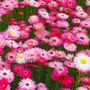 Pink and White Everlasting Daisy (Rhodanthe chlorocephala) 40 Seeds - Picture 1 of 2