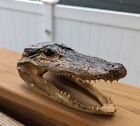  Taxidermy Alligator Head 7 " Vintage 