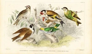 Stampa colorata a mano 1852, storia della terra e natura animata - fringuelli - 59 - Foto 1 di 4