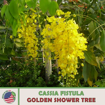 15 Golden Shower Tree Seeds, Cassia fistula, Medicinal, Genuine USA - Image 1 of 2