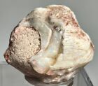 == (43.8 CTS) OPALIZED CLAM FOSSIL - COOBER PEDY, AUSTRALIA ==