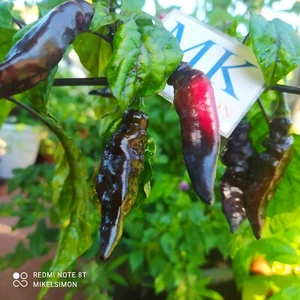 Bhut Jolokia X Pimienta de Neyde,10 semillas,Capsicum chinense (163) - Picture 1 of 2