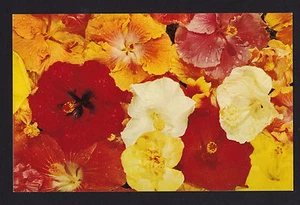 c1958 Nani Li'i assorted Hibiscus Blossom Flowers Hawaii postcard - Picture 1 of 2