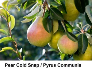 Seed Pyrus Communis RARE Pear Common Cold SNAP RARE Tree Edible Fruit Cold Fast - Picture 1 of 2