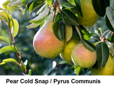 Seed Pyrus Communis RARE Pear Common Cold SNAP RARE Tree Edible Fruit Cold Fast - Image 1 of 2