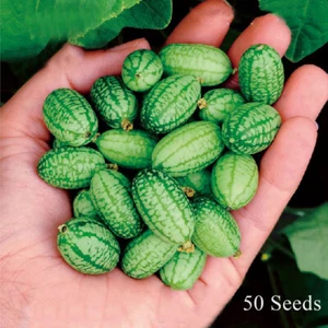 50 Mini-Zoll-Wassermelonenkerne Rotes Fruchtfleisch Bio-Wassermelone Heiß ≌ - Bild 1 von 13