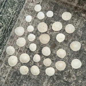 LOT(30) 1.75"-3 .25" REAL SAND DOLLARS SEASHELL weddings, crafts - Picture 1 of 5