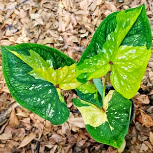 Caladium Tomorrow 1 Bombilla Oreja de Elefante Corazón de Jesús Alas de Ángel Tailandia - Imagen 1 de 6