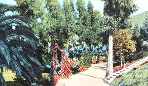 c1907 A PRETTY WALK IN PASADENA CALIFORNIA POSTCARD UNPOSTED #51 WITH WRITING - Picture 1 of 3