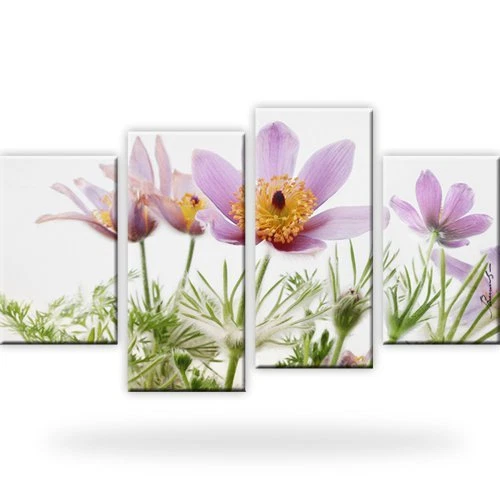 Finger Kuhschelle Blumen Wandbilder auf Leinwand Fotodruck - Bild 1 von 1