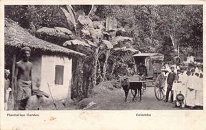 SRI LANKA - Plantation garden - Publ. unknown - Picture 1 of 2