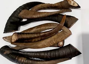 GOAT HORNS x10 with Marrow 15cm to 20cm Special Buy FREE POSTAGE - Picture 1 of 3