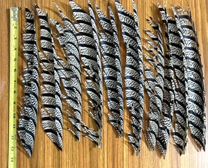 10 Pieces Lady Amhurst Tail Feathers, Fly Tying, NR - Picture 1 of 1