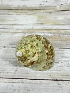 Green Turban Shell Turbo Marmoratus 3" x 2.5" Beach Decor Seashell - Picture 1 of 7