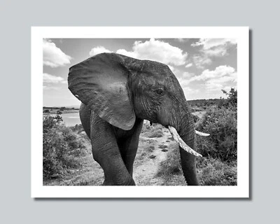 Africa Savanna ELEPHANT Photo Picture 8x10 11x14 16x20 w/Framed Option (W2) - Image 1 of 4
